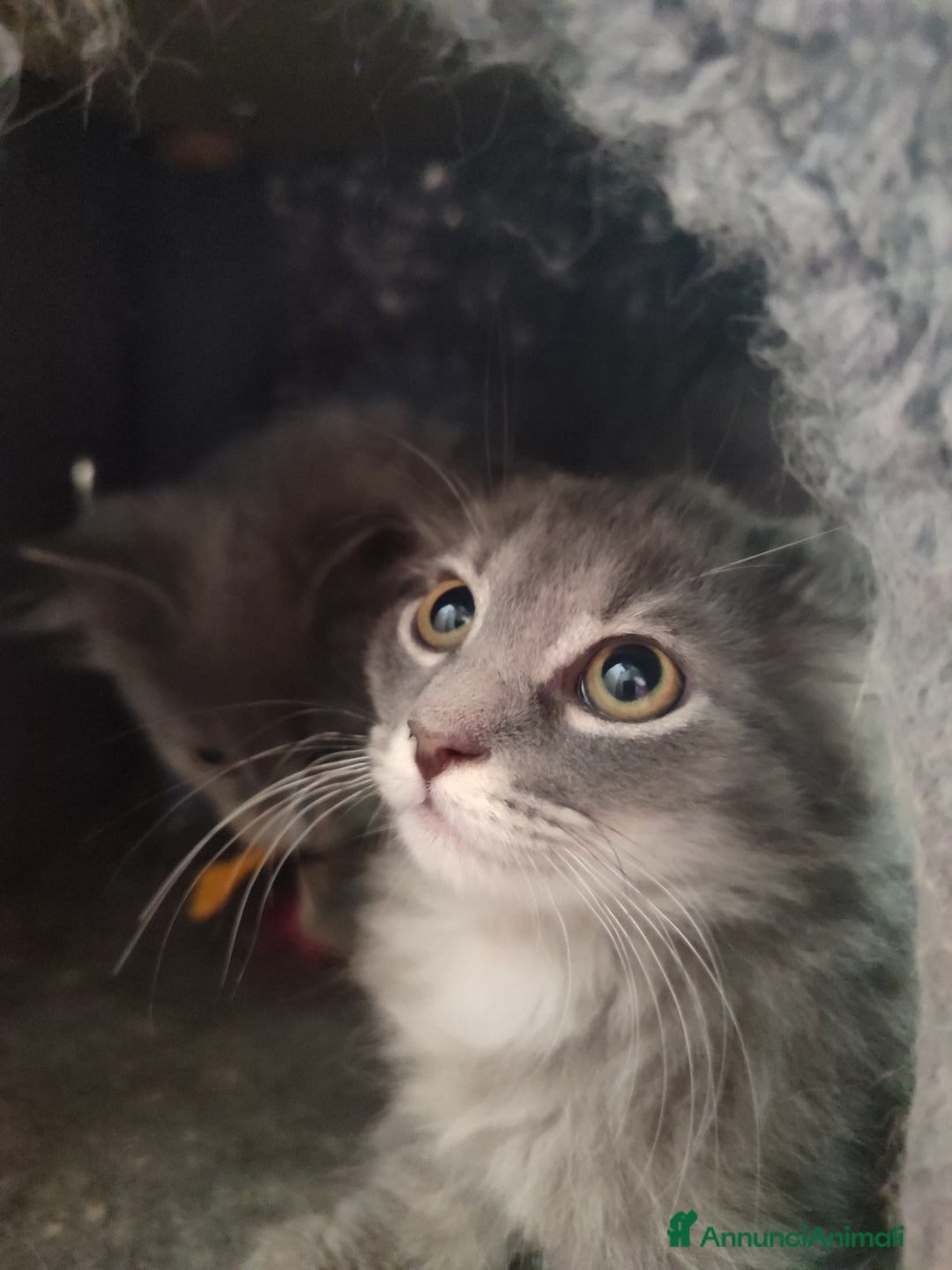 Siberiano gatti in vendita: Gattini siberiani  a Provincia di Padova - Immagine 9