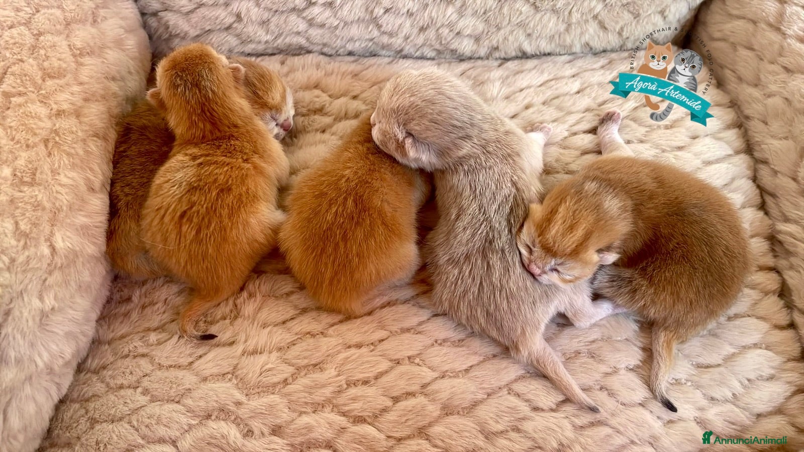 British gatti British Shorthair Golden Enfi - Annuncio 1