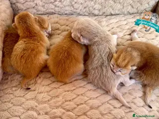 British gatti British Shorthair Golden Enfi - Annuncio 1