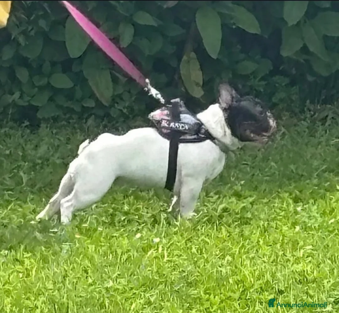 Bulldog Francese cani in vendita: Bulldog francese cucciola pronta  - Annuncio 4