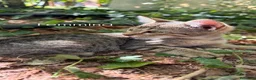 Meticcio gatti in regalo: Gattini di 3 mesi - Annuncio 4