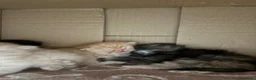 Persiano gatti in vendita: 4 cuccioli persiani  - Annuncio 7