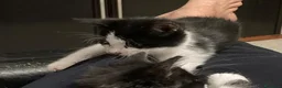 Meticcio gatti in regalo: GATTINI  a Città metropolitana di Milano - Annuncio 7