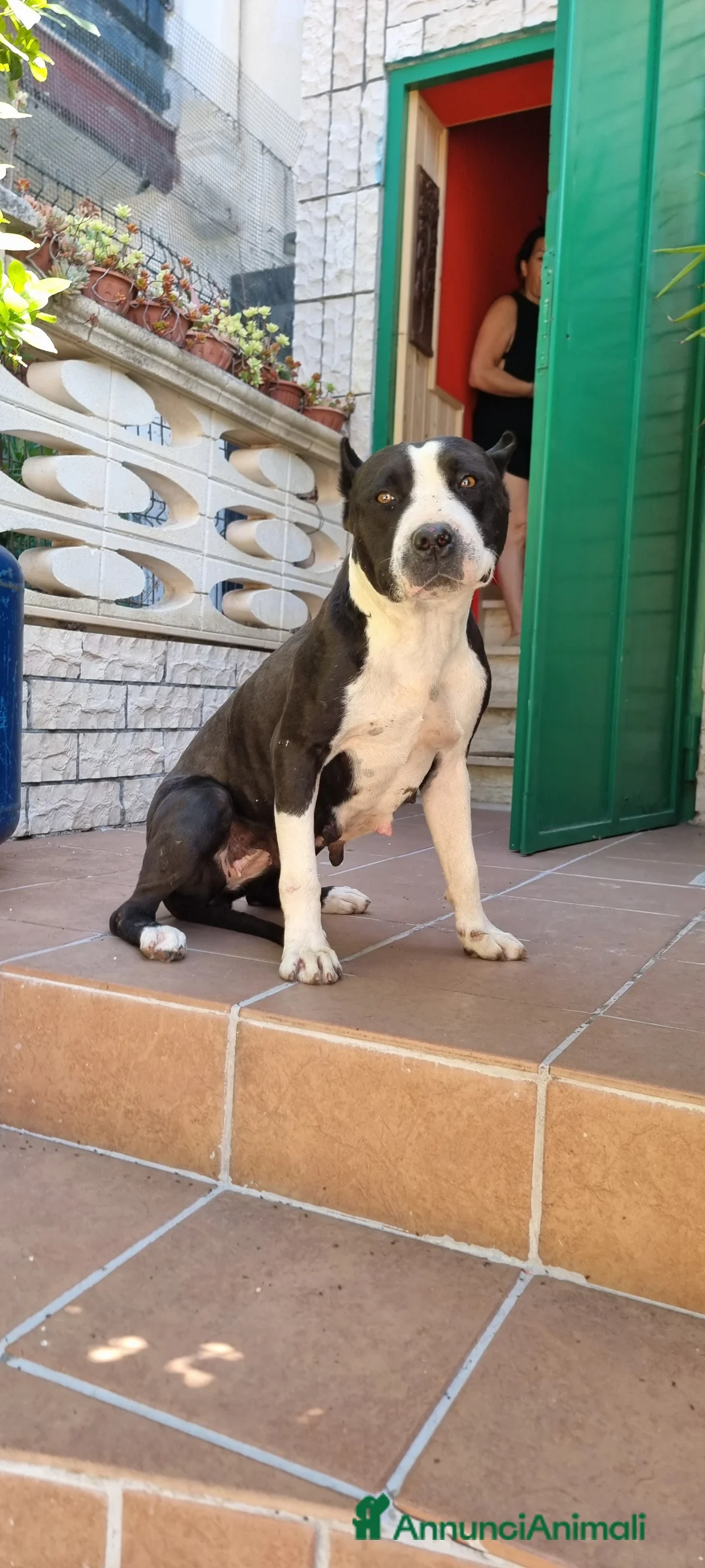American Staffordshire cani in vendita: Allevamento American Staffordshire Terrier Puglia  - Annuncio 6