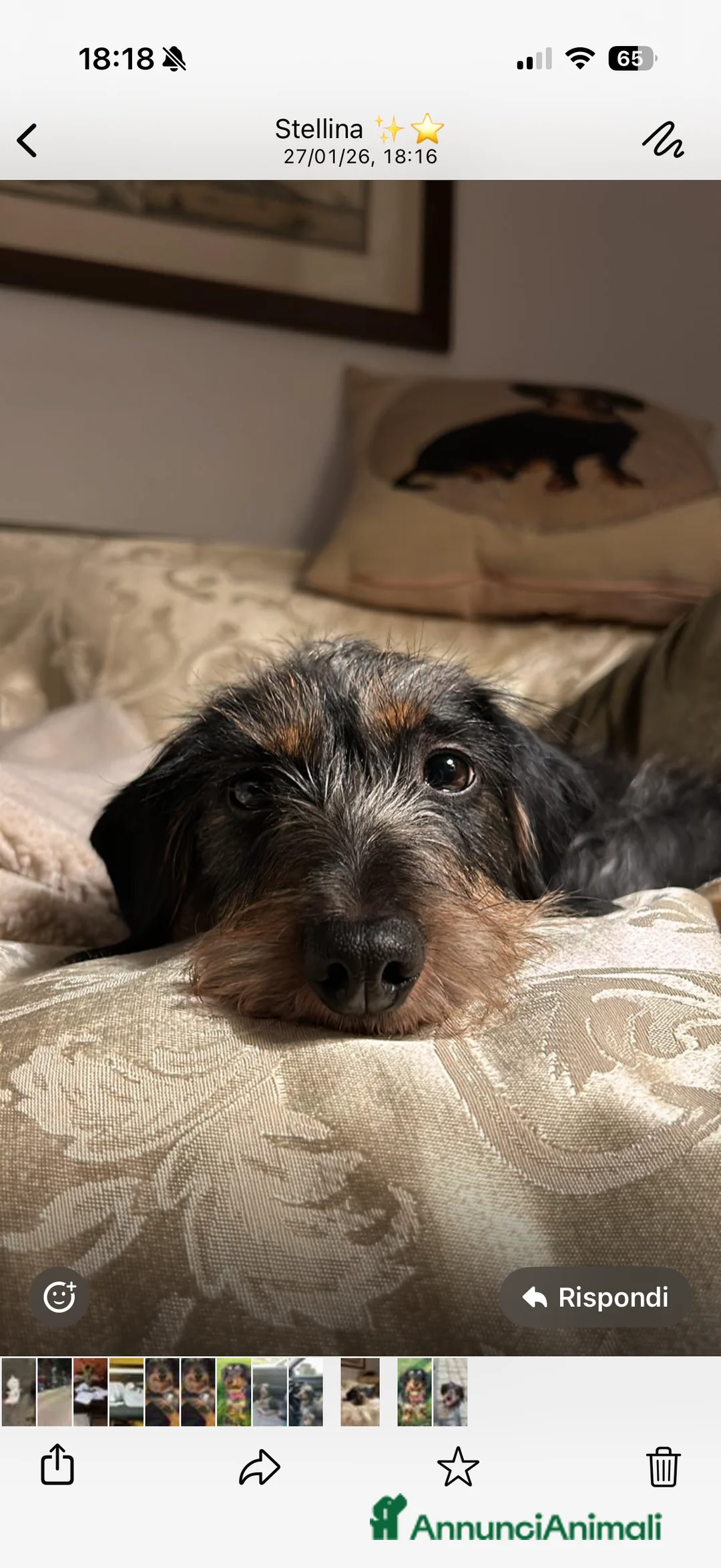 Bassotto cani per accoppiamento: Isotta cerca fidanzato  - Annuncio 3