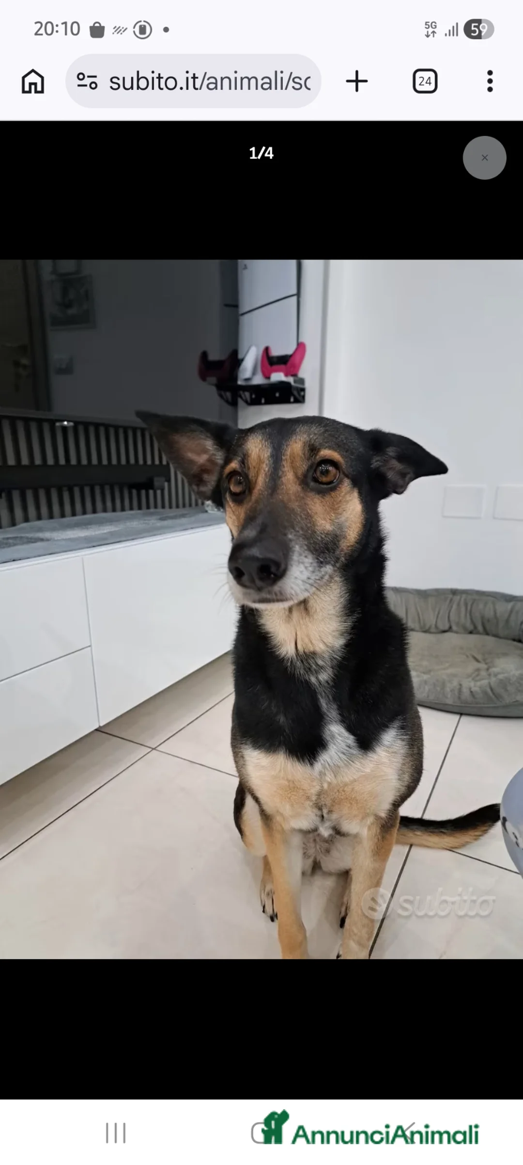 Meticcio cani in regalo: Shila - Annuncio 1