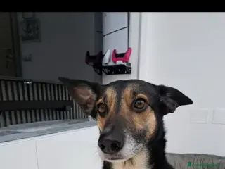 Meticcio cani Shila - Annuncio 20