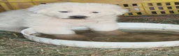 Pastore Abbruzzese Maremmano cani in vendita: Pastore maremmano abruzzese  a Città metropolitana di Catania - Annuncio 6