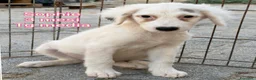 Meticcio cani in regalo: SERVONO ADOZIONI X SALVARLI  a Provincia di Modena - Annuncio 6