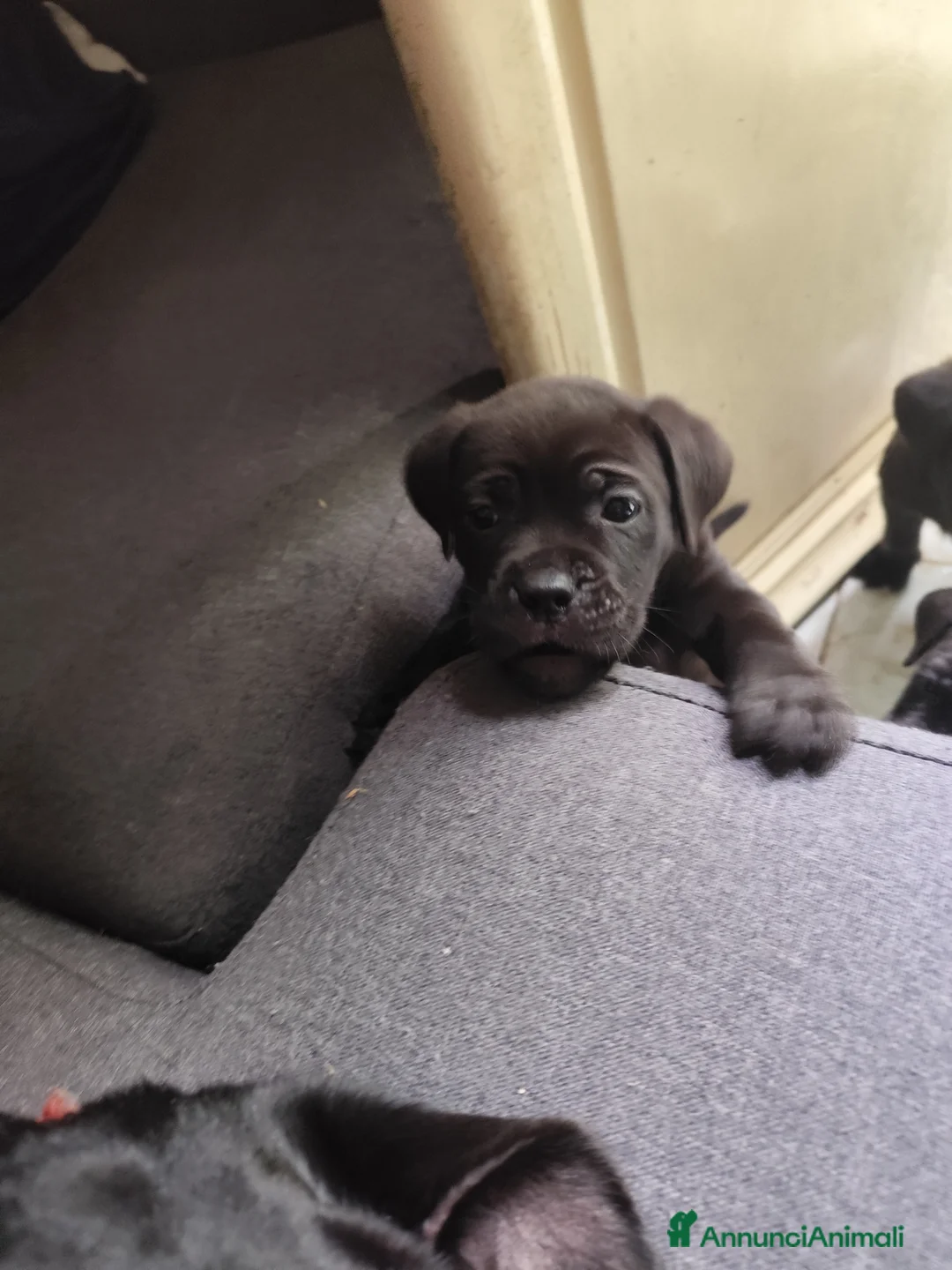 Cane Corso cani in vendita: Cuccioli di cane corso  - Annuncio 7