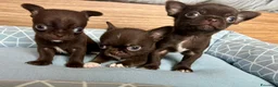 Chihuahua cani in vendita: Cuccioli di chihuahua con pedigree - Annuncio 2