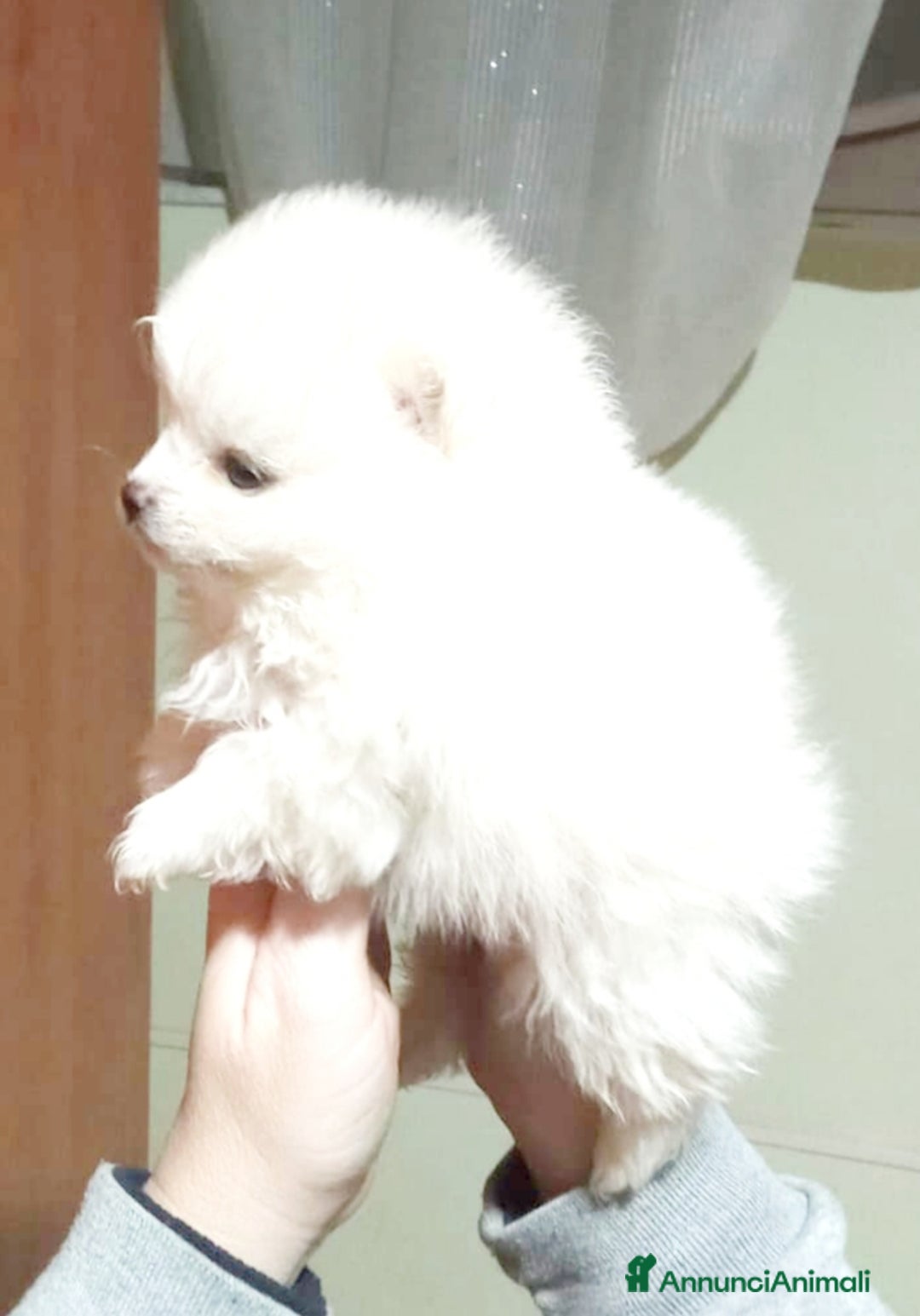 Volpino Pomerania cani in vendita: Pomerania  - Annuncio 7