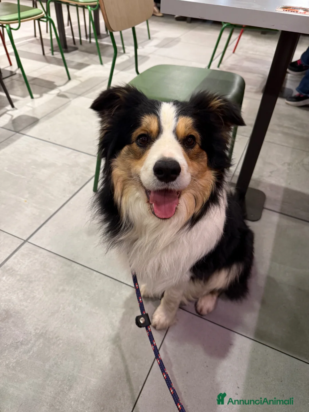 Border Collie cani in vendita: Max Border Collie Adozione consapevole a Città metropolitana di Milano - Annuncio 1