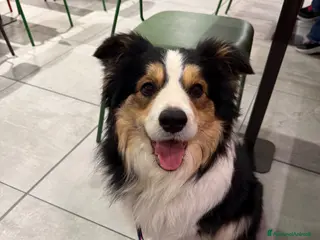 Border Collie cani Max Border Collie Adozione consapevole - Annuncio 7