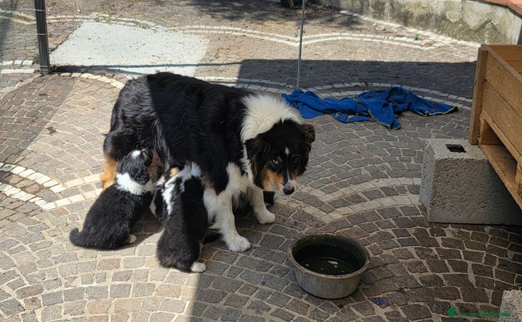 Australian Shepherd cani a Città Metropolitana di Napoli - Annuncio 16