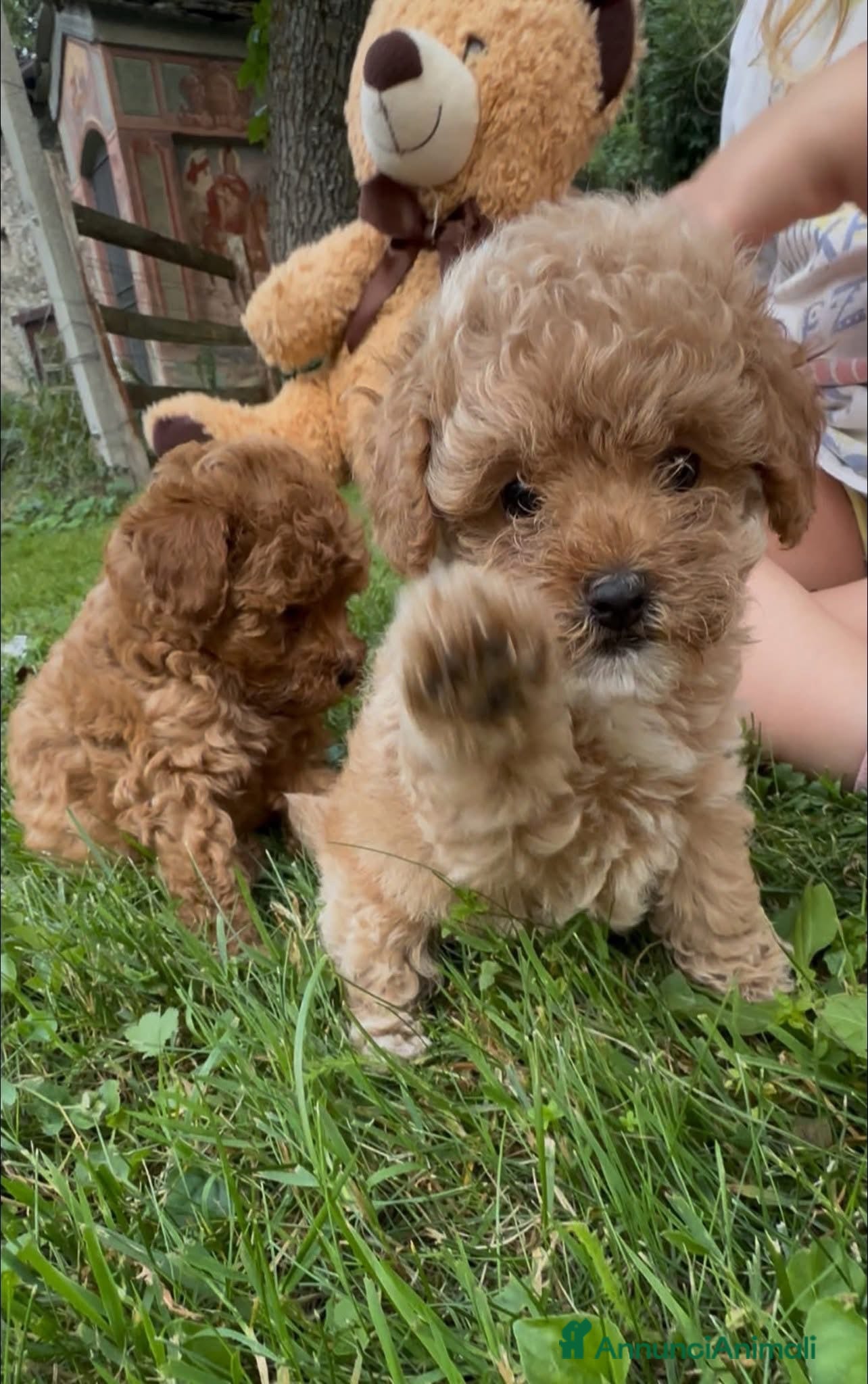 Barboncino cani Barboncini - Annuncio 2