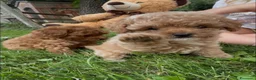 Barboncino cani in vendita: Barboncini - Annuncio 1
