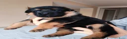 Pastore Tedesco cani in vendita: Cucciole Pastore Tedesco  - Annuncio 2