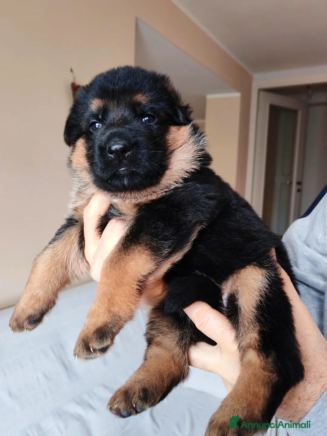 Pastore Tedesco cani in vendita: Cucciole Pastore Tedesco  - Annuncio 2