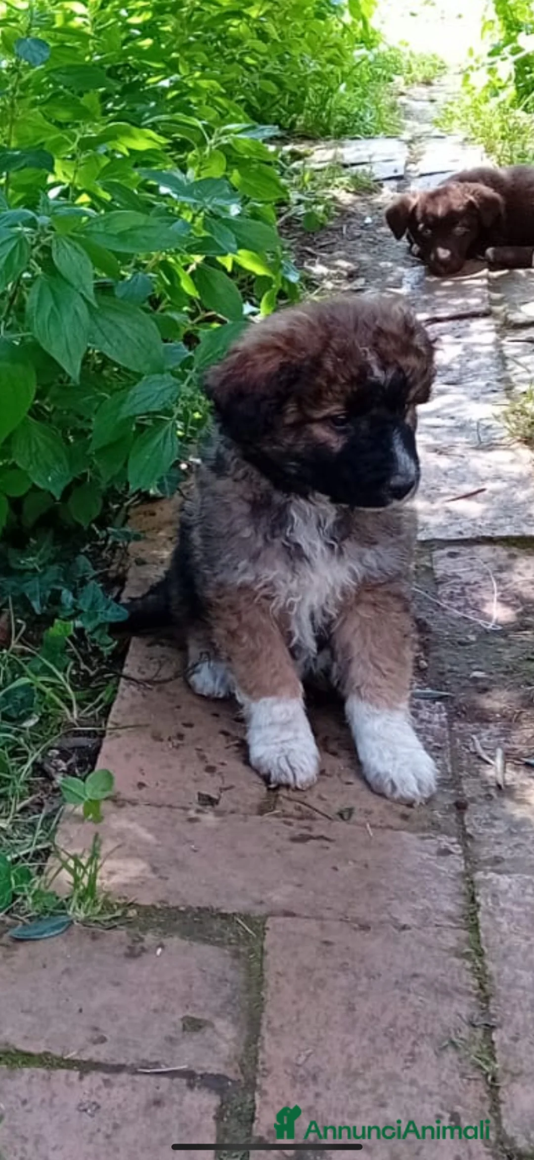 Meticcio cani in regalo: Regalo cuccioli di cane taglia media - Annuncio 6