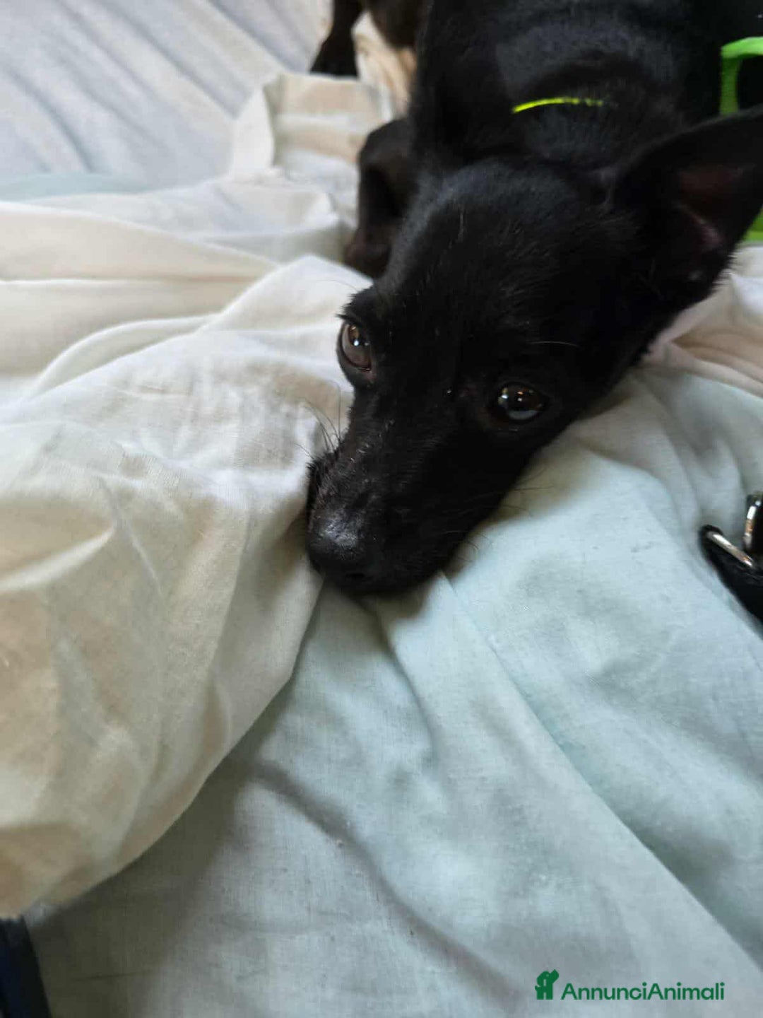 Meticcio cani in regalo: FURIA, scricciolo sfortunato ha bisogno di voi! - Annuncio 5