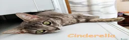 Europeo gatti in regalo: CINDERELLA BELLISSIMA GATTINA a Città metropolitana di Roma Capitale - Annuncio 3