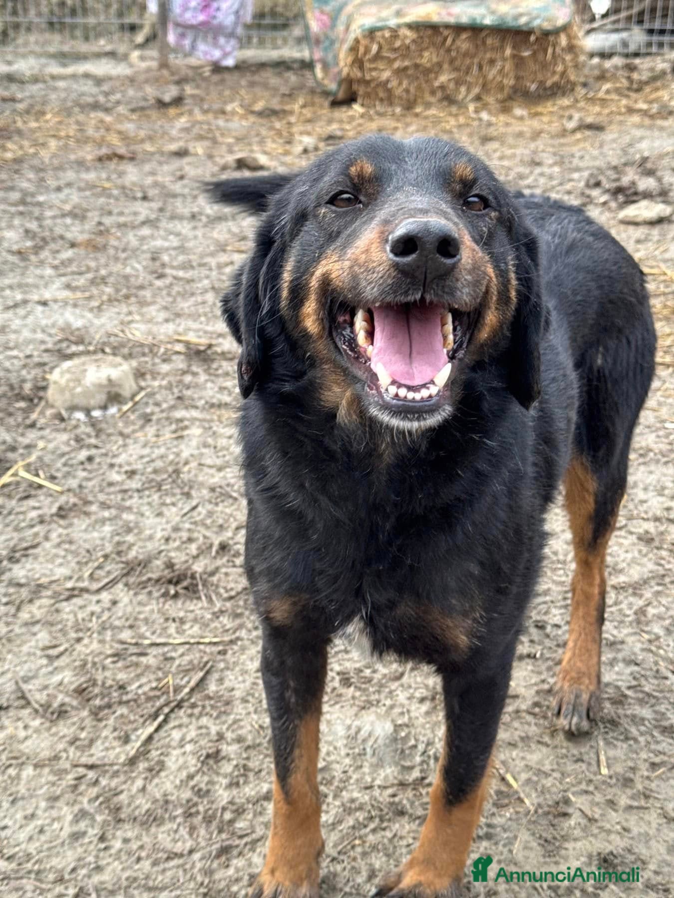 Meticcio cani BUFFY, cagnolona buffissima in rifugio! - Annuncio 34