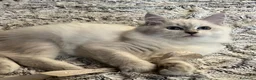Siberiano gatti in vendita: Gattina Siberiana ipoallergenca - Annuncio 4