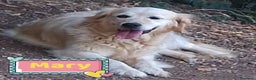 Golden Retriever cani in regalo: MARY golden retriever cerca casa - in adozione - Annuncio 1