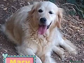 Golden Retriever cani MARY golden retriever cerca casa - in adozione - Annuncio 3