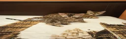 Bengala gatti in vendita: la meraviglia di Selected Breed 🥰 - Annuncio 3