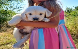 Golden Retriever cani in vendita: Cuccioli Golden Retriever  a Provincia di Cremona - Immagine 2