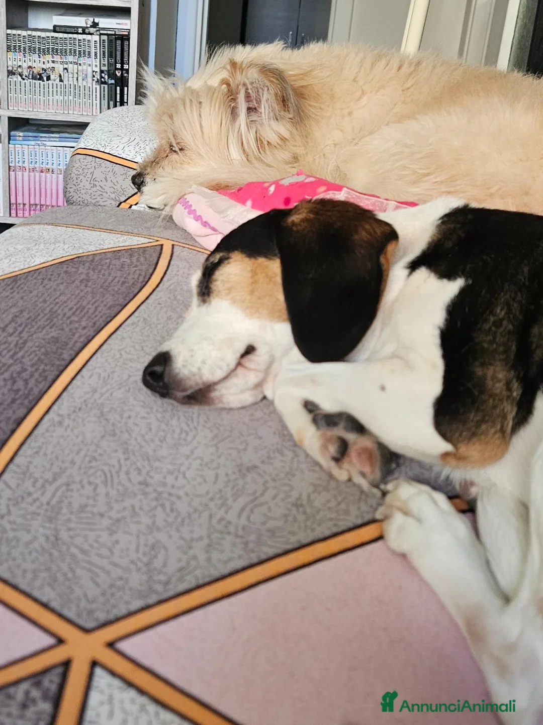 Meticcio cani in regalo: Meticci dimenticati da tutti  - Annuncio 2