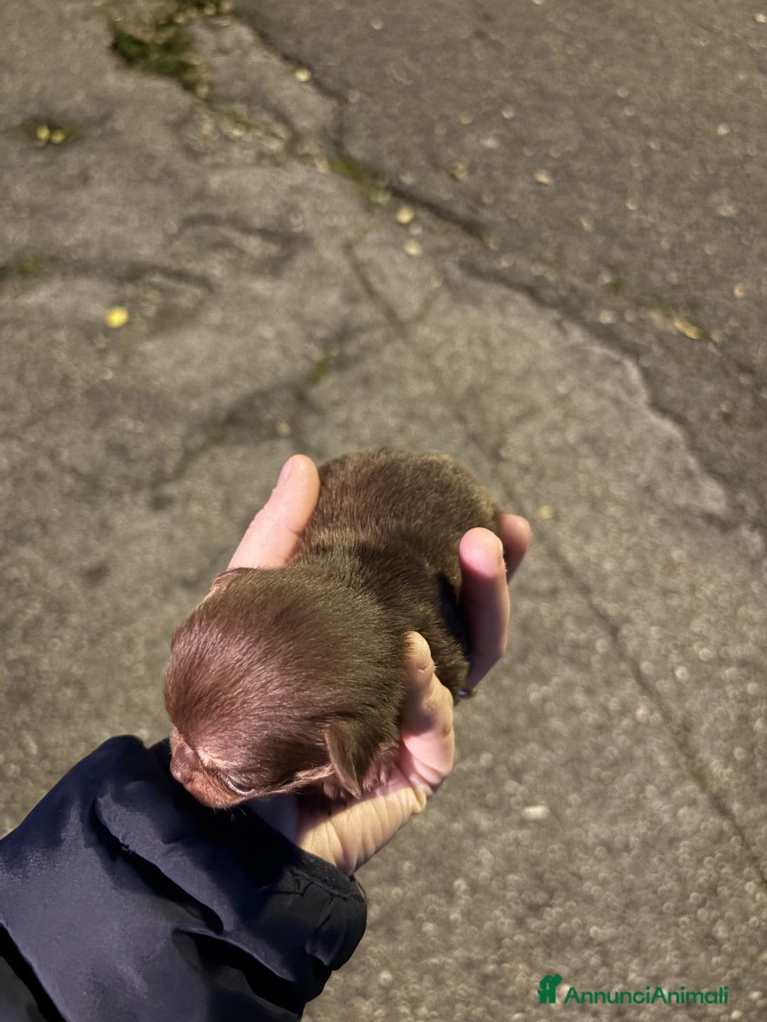 Chihuahua cani in vendita: Chihuahua  - Annuncio 6