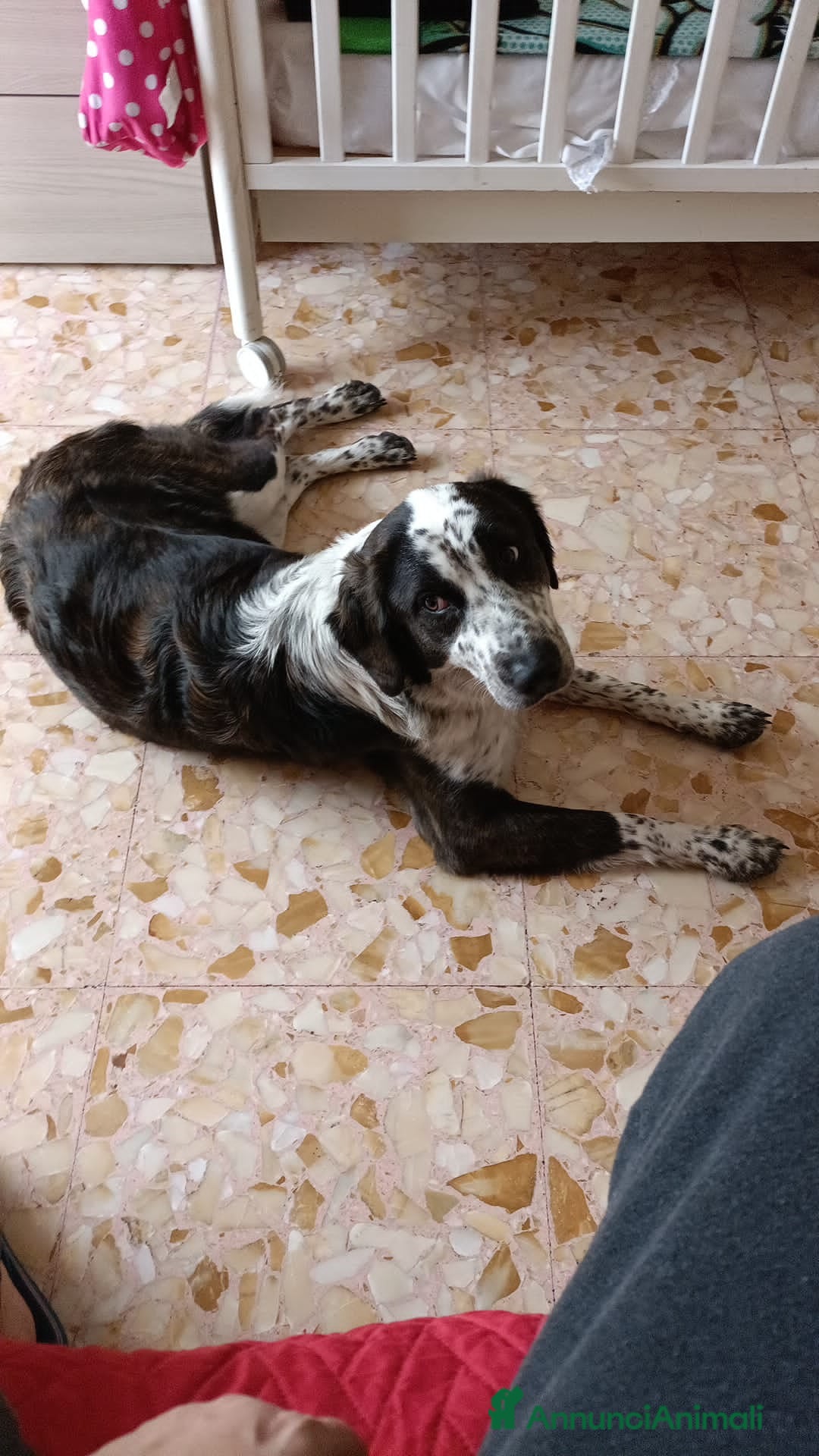 Meticcio cani 12cuccioli 2mesi AIUTATEMI A SISTEMARLI! CATANIA  - Annuncio 4