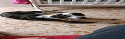 Meticcio cani in regalo: 12cuccioli 2mesi AIUTATEMI A SISTEMARLI! CATANIA  - Annuncio 1