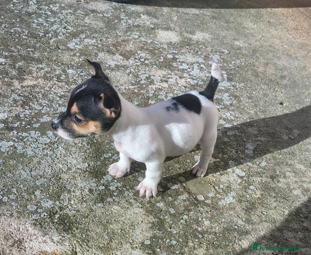 Jack Russell cani in vendita: Cuccioli jack russel  - Annuncio 8