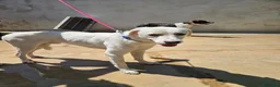 Meticcio cani in regalo: Kinder e Kira: giovani adozione di coppia  - Annuncio 11