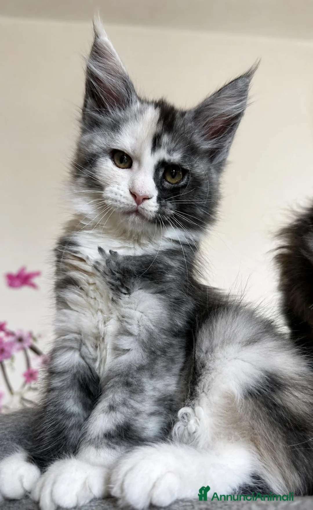 Maine Coon gatti in vendita: Maine Coon  a Provincia di Pavia - Annuncio 2