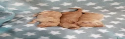 Barboncino cani in vendita: Barboncini nani cuccioli - Annuncio 4