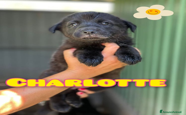 Meticcio cani a Provincia di Vicenza - Annuncio 4