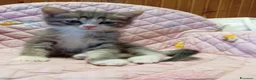 Europeo gatti in regalo: gattina 3 mesi cerca casa🫶🏻  - Annuncio 3