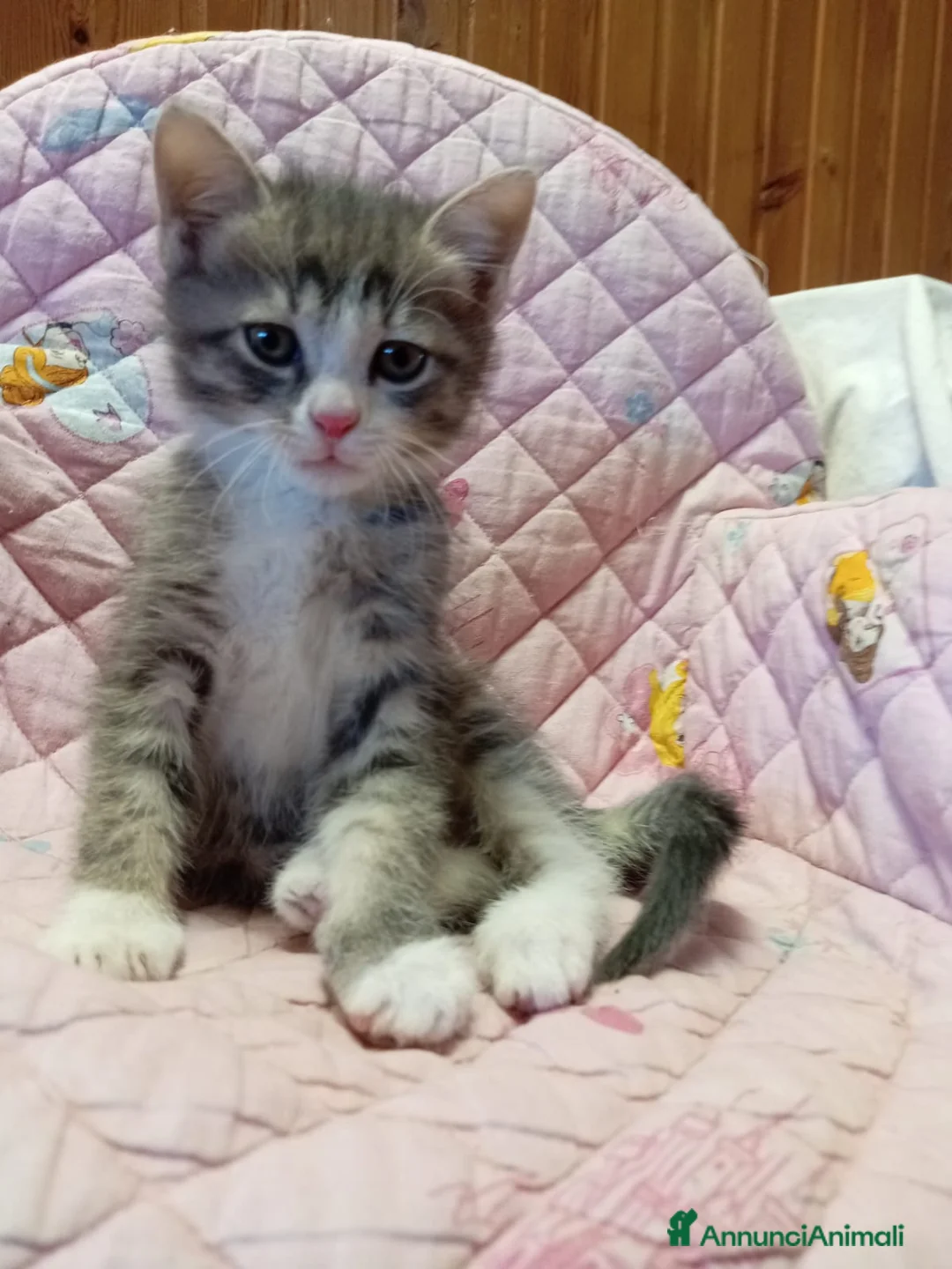 Europeo gatti in regalo: gattina 3 mesi cerca casa🫶🏻  - Annuncio 3