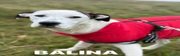 Dogo Argentino cani in regalo: BALINA, cucciola mix DOGO ARGENTINO. Tenerissima!! - Annuncio 5