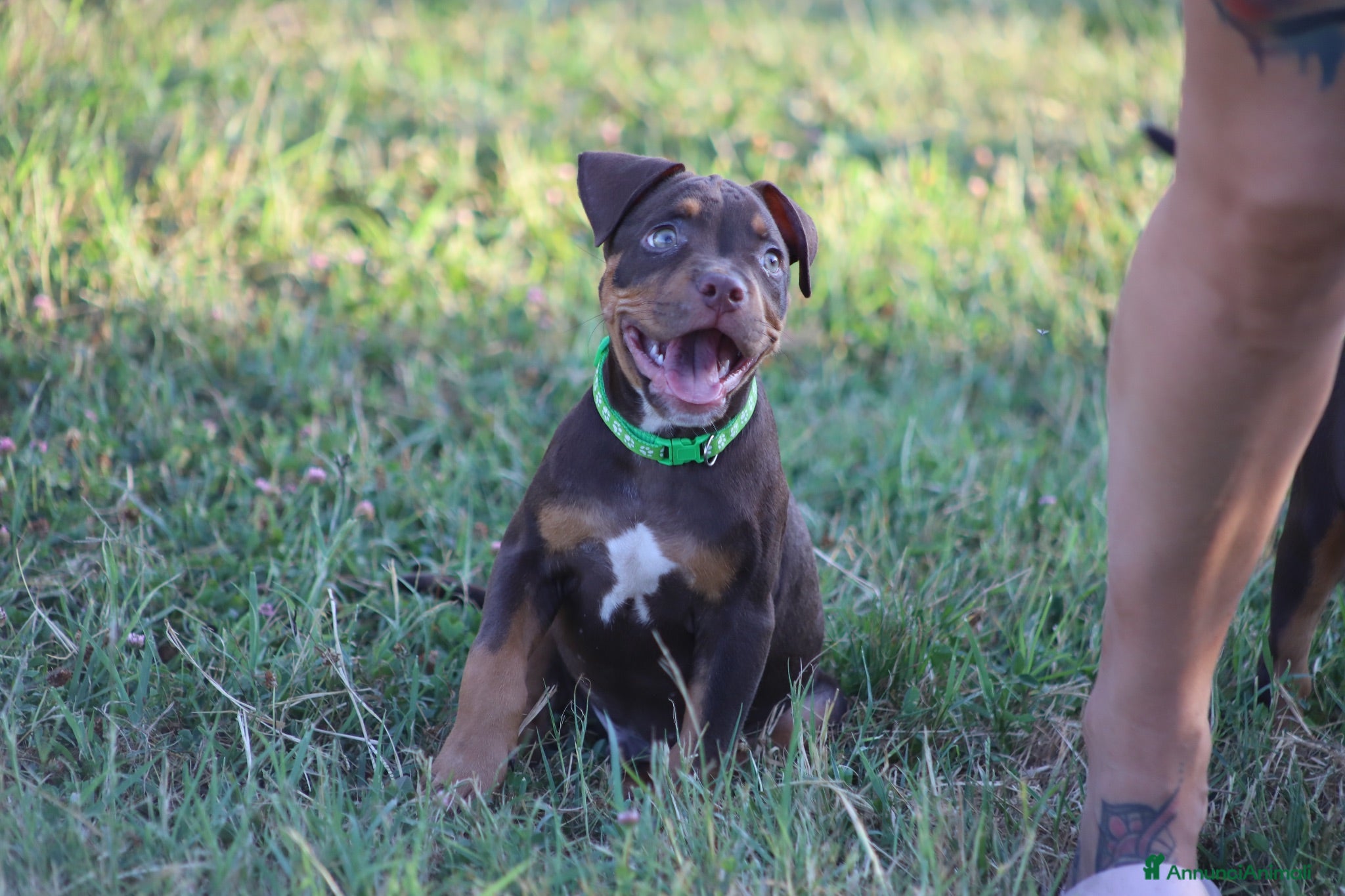 Pitbull cani Cuccioli Pit Bull con pedigree anche a rate - Annuncio 4