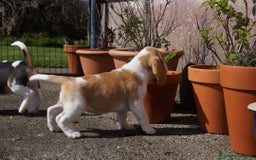 Beagle cani in vendita: Cuccioli di Beagle robusti e magnifici, KC Reg a Città metropolitana di Milano - Immagine 4