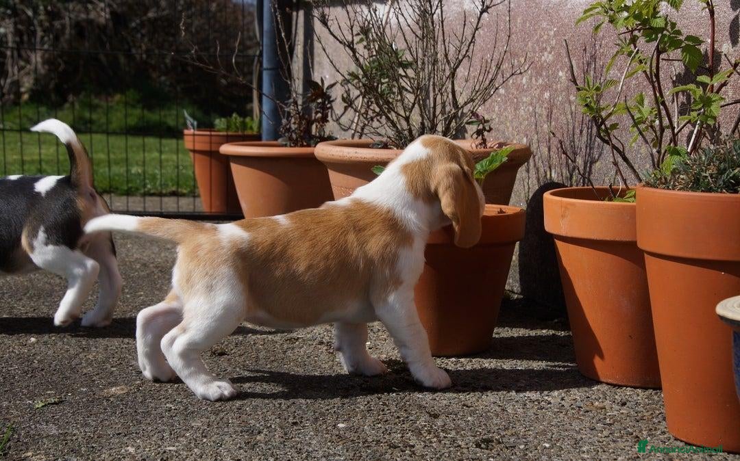 Beagle cani in vendita: Cuccioli di Beagle robusti e magnifici, KC Reg a Città metropolitana di Milano - Immagine 4