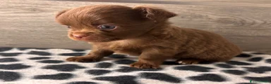 Chihuahua 1