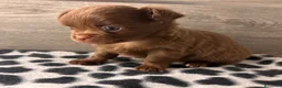 Chihuahua cani in vendita: Cuccioli di chihuahua con pedigree - Annuncio 12