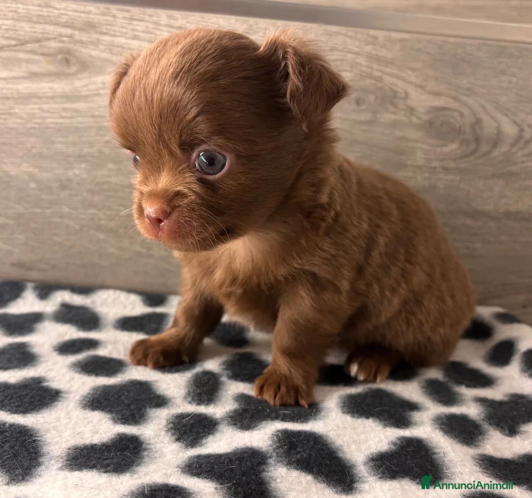 Chihuahua cani in vendita: Cuccioli di chihuahua con pedigree - Annuncio 12